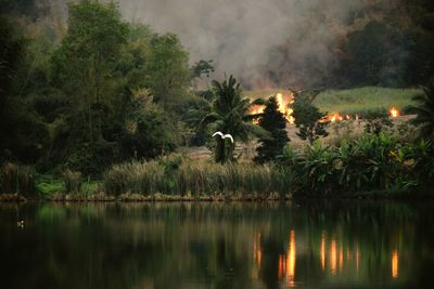 View of forest fire by lake 
