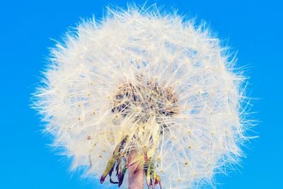 Close-up of flower against blue sky