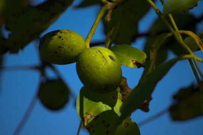 Close-up of fruits growing on tree