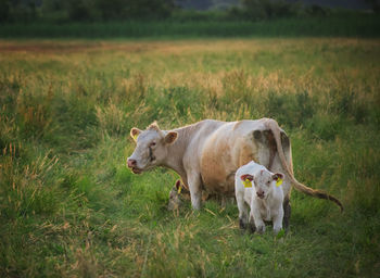Cow with calves on grassy field during sunset