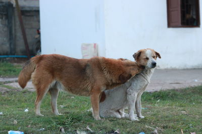 View of a dog on field