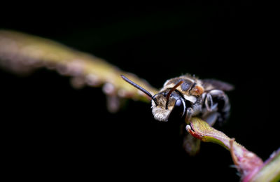 Close-up of insect on leaf against black background