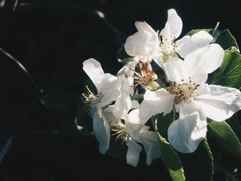 Close-up of white flowers