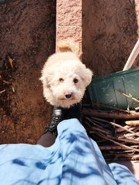 domestic animals