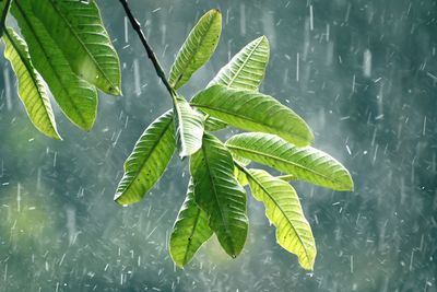 High angle view of raindrops on leaves