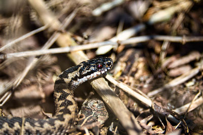 Close-up of lizard on field