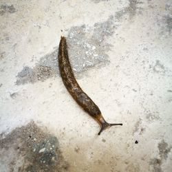 High angle view of a lizard