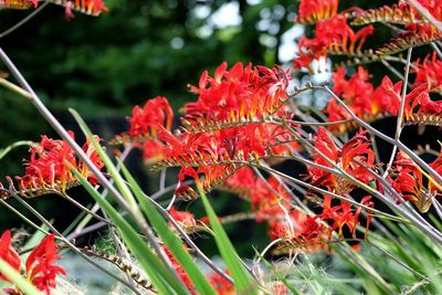 Close-up of red leaves