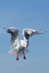 Low angle view of seagull flying against blue sky