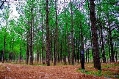 Trees in forest against sky