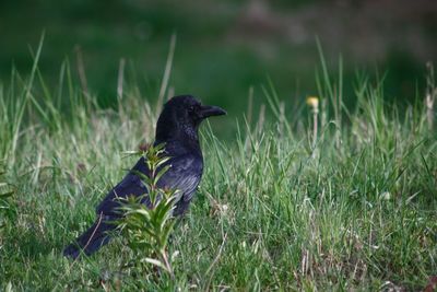 Black bird on field