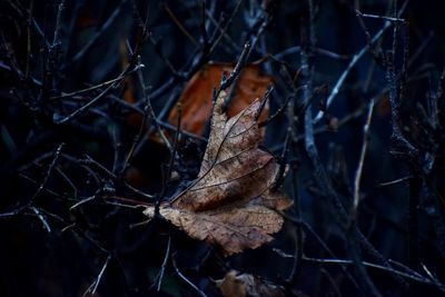 Close-up of dried autumn leaves on tree