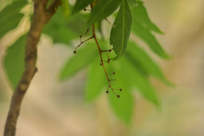 Close-up of insect on leaf