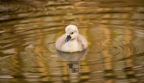 View of duck swimming in lake