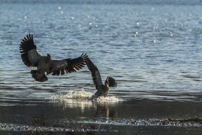 Seagulls flying over lake