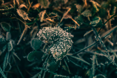 Close-up of flowering plant on field