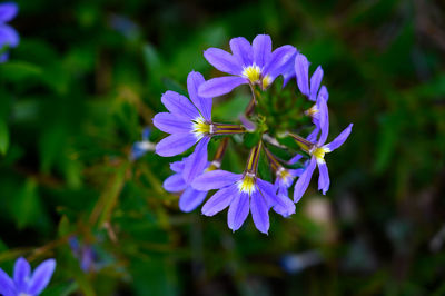 Close-up of purple flowering plant