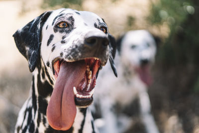 Dog looking away while sticking out tongue outdoors