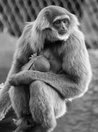 Langur monkey with baby