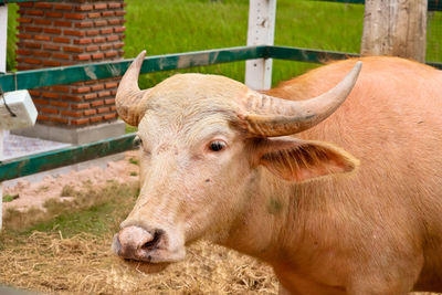 Cow in a pen