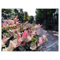 Close-up of pink flowers