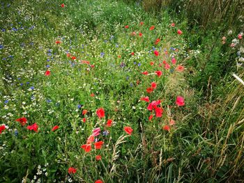 Red poppy flowers in field