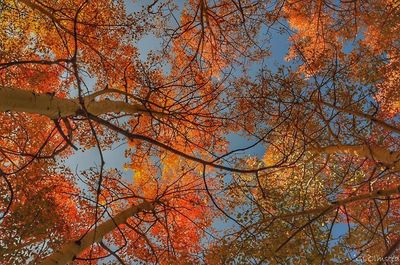 Low angle view of trees