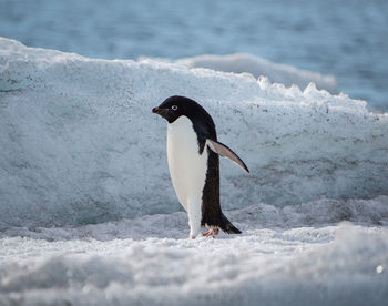 Close-up of penguin on snow