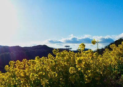 Scenic view of oilseed rape field against sky