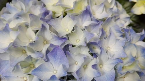 Full frame shot of purple flowers