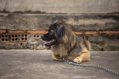 Dog looking away while sitting on footpath