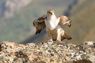 Bird perching on rock