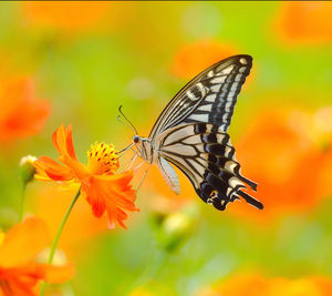 Close-up of butterfly pollinating on orange flower