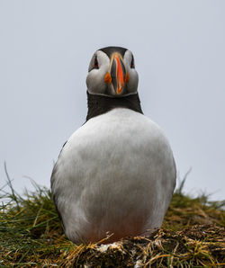 Close-up of a bird on field