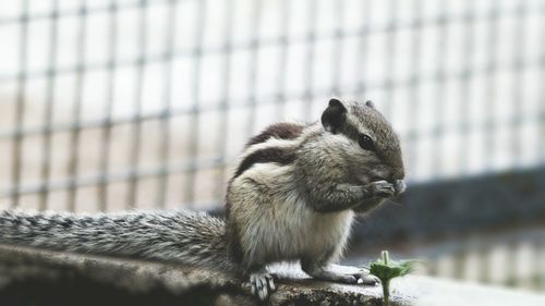 Close-up of squirrel