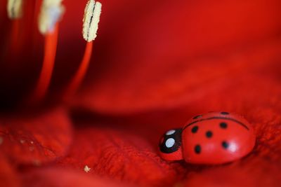 Close-up of red object