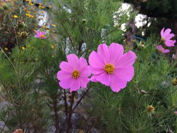 Close-up of pink flowers blooming in park