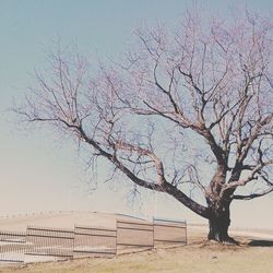 Bare trees on landscape