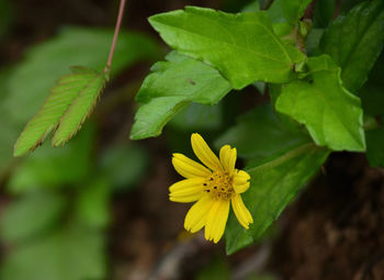 Close-up of yellow flowering plant