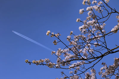 Low angle view of cherry blossoms against blue sky