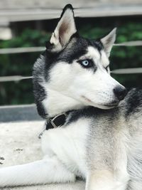 Close-up of dog looking away