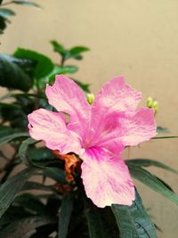 Close-up of pink flower