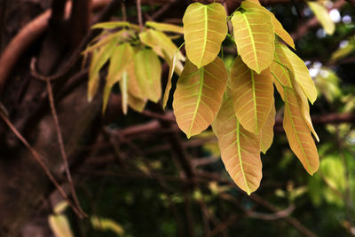 Close-up of leaves