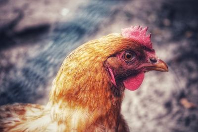 Close-up of a bird