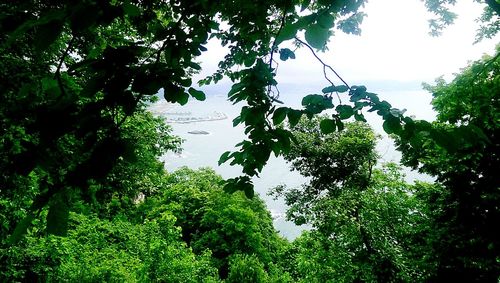 Low angle view of trees