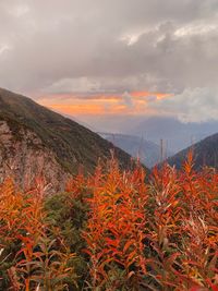 Plants growing on land against sky during sunset