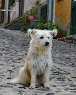 Dog looking away in city