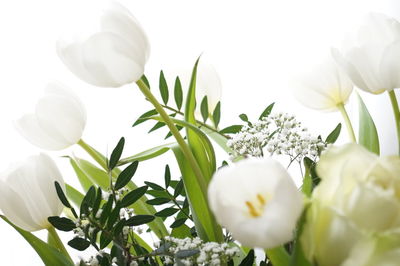 Close-up of fresh white tulip flowers