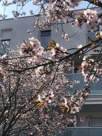 Low angle view of cherry blossom tree