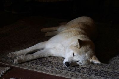 Close-up of dog sleeping